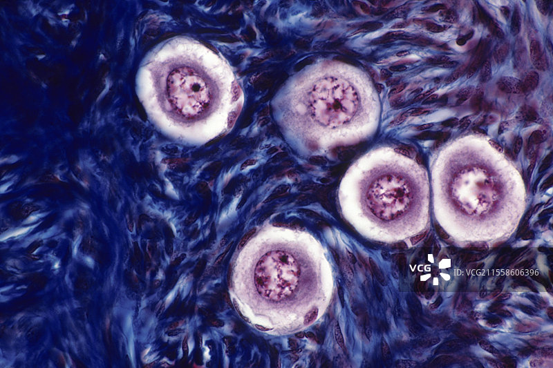 成熟的卵巢滤泡图片素材