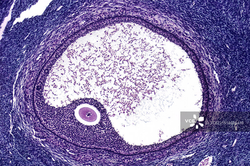 格拉夫卵泡，光学显微镜图像图片素材