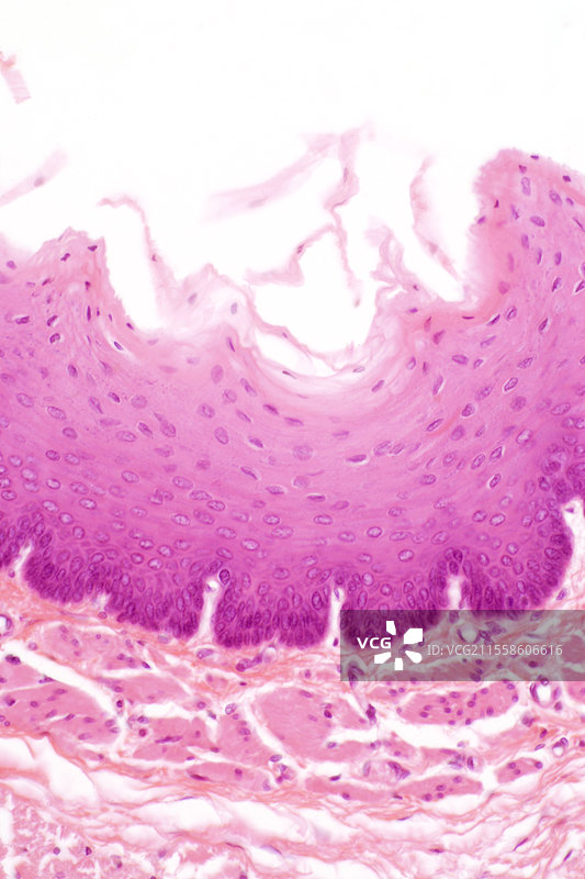 食管，光学显微镜图像图片素材
