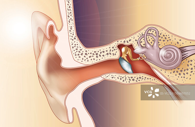 耳朵解剖图，艺术作品图片素材