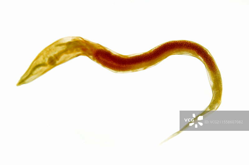雌性蛲虫，钩虫属（Enterobius vermicularis）图片素材