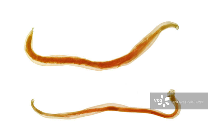 雄性和雌性钩虫图片素材