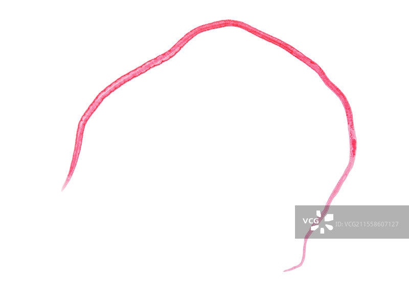 雌性裂头蚴吸虫图片素材