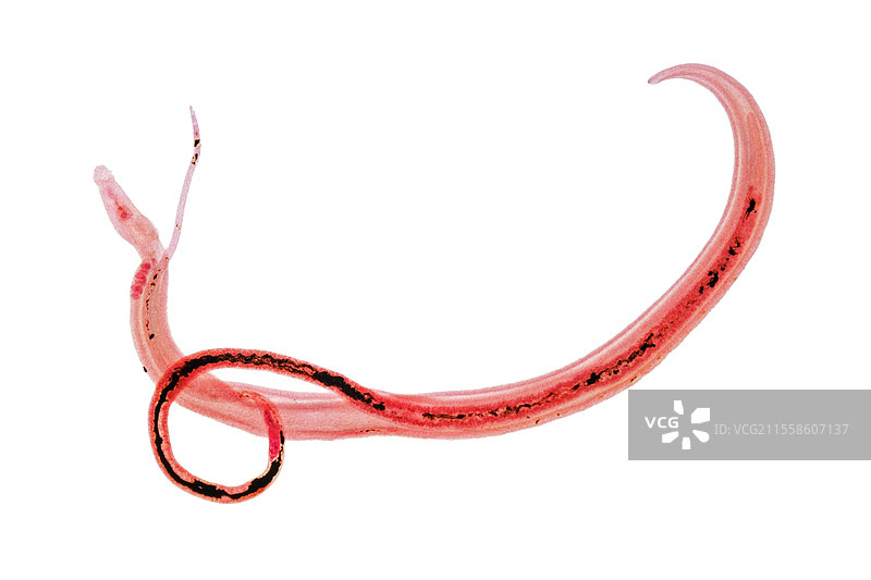 血吸虫的繁殖图片素材