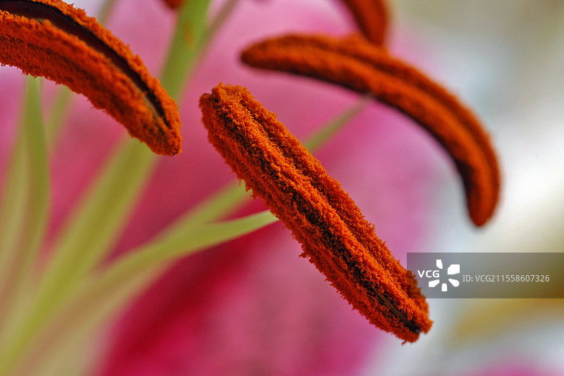百合花的花药与花粉图片素材
