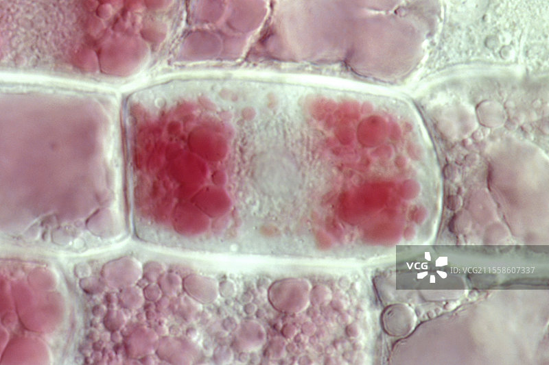 小麦根尖分生组织，光学显微镜图像图片素材