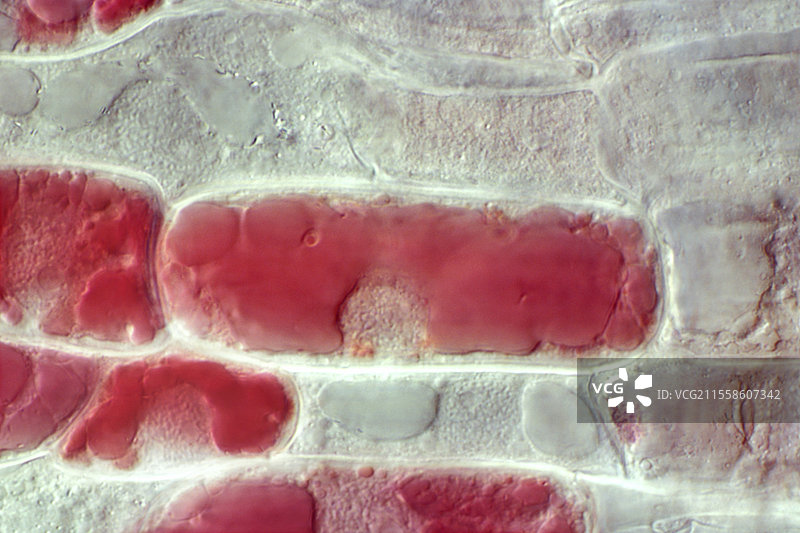 小麦根尖分生组织，光学显微镜图像图片素材