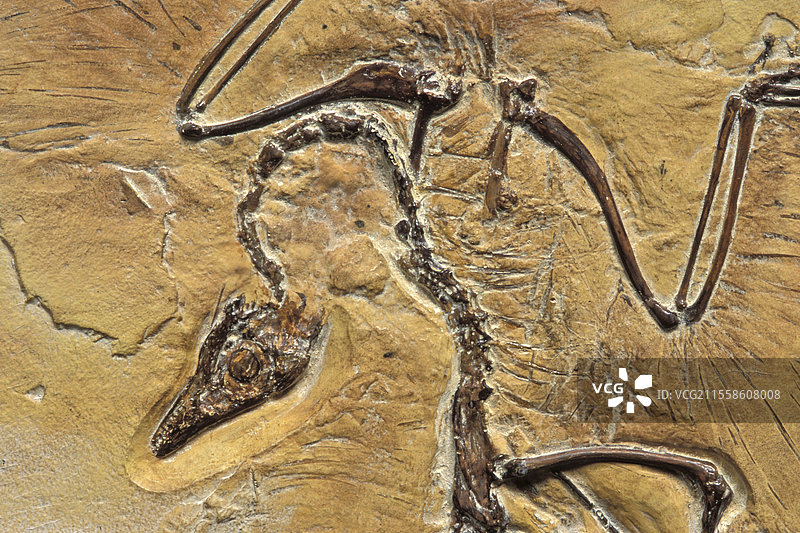 始祖鸟化石图片素材