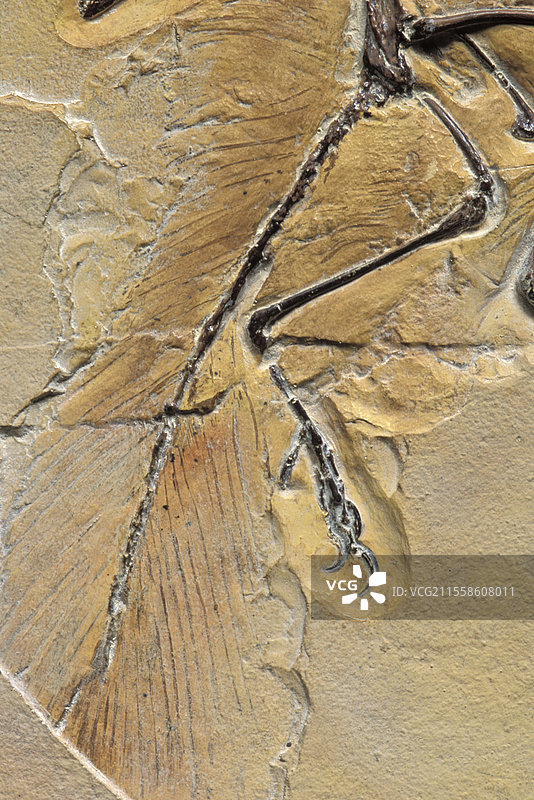 始祖鸟化石图片素材