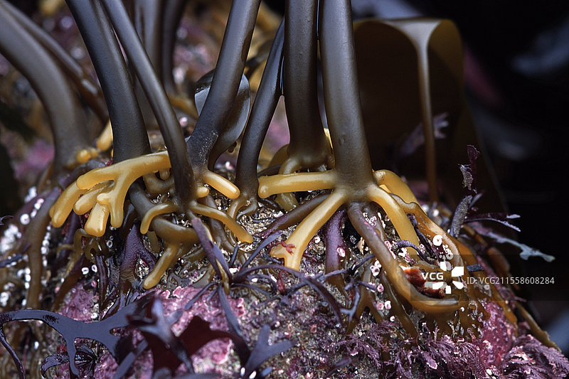 岩石上的海藻图片素材