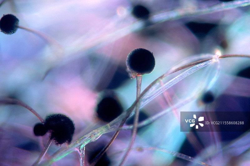 面包霉菌，光学显微镜图像图片素材