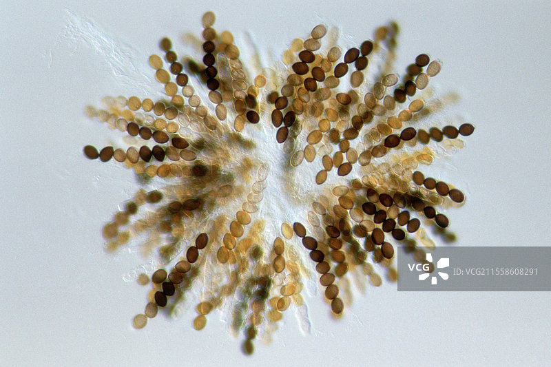 真菌果实体，光学显微镜图像图片素材