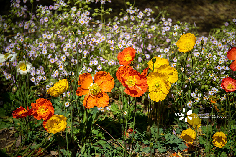 2025年3月30日玉渊潭公园冰岛虞美人花图片素材