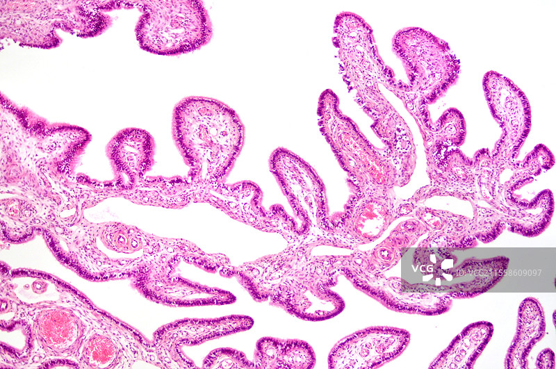 输卵管，光学显微镜图像图片素材