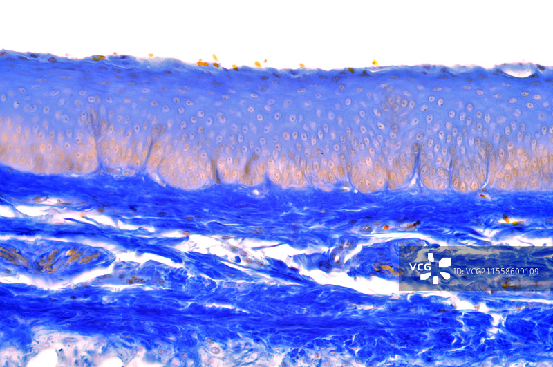 会厌，光学显微镜图像图片素材