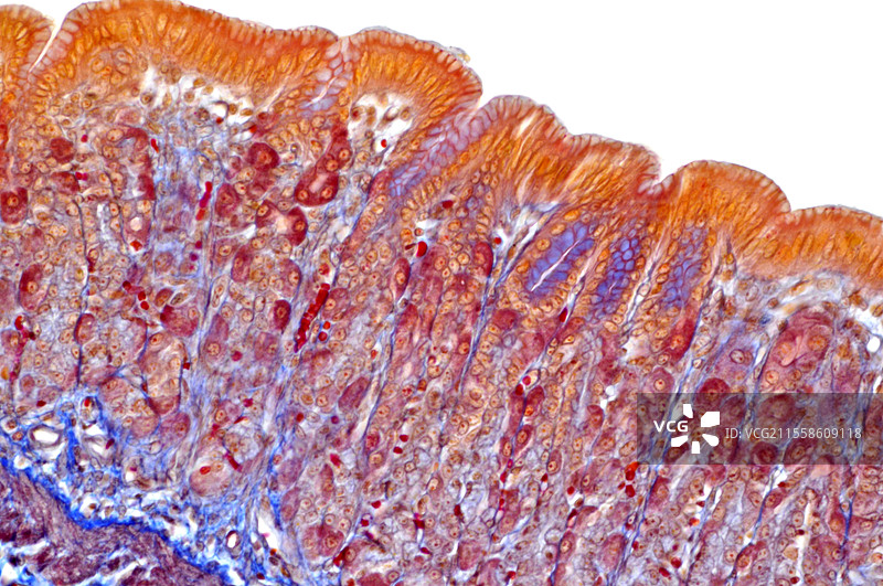 胃壁，光学显微镜图像图片素材