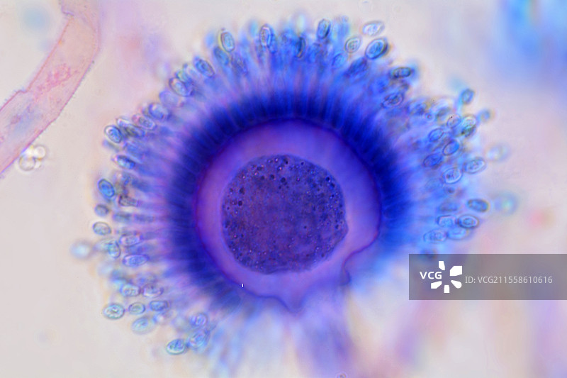 曲霉菌，光学显微镜图像图片素材