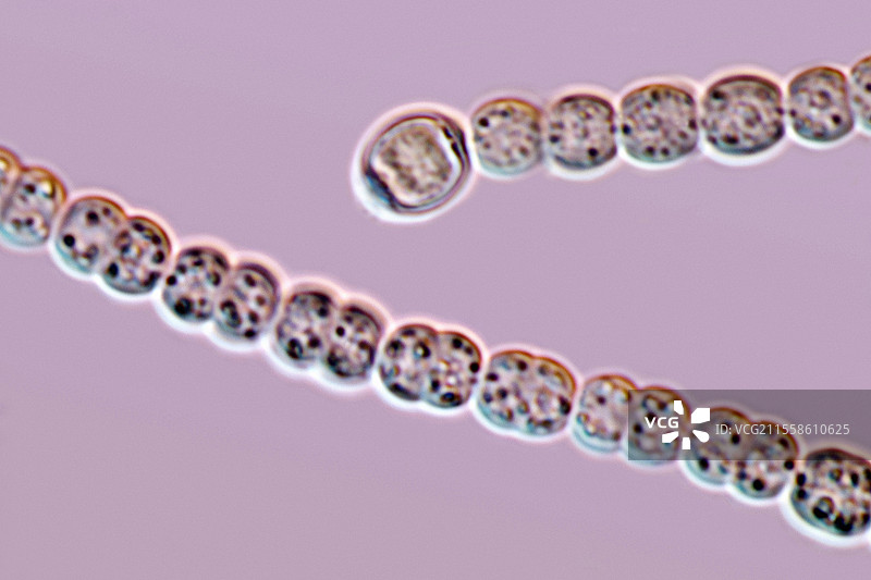 圆形蓝藻的显微照片图片素材