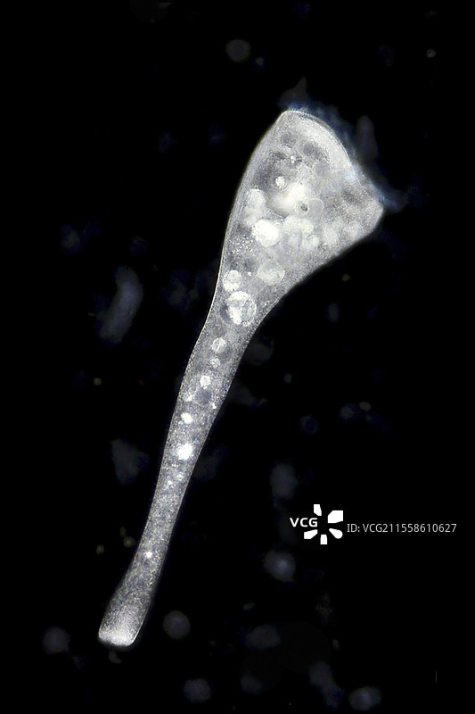 斯坦托尔原生动物，光学显微镜图像图片素材