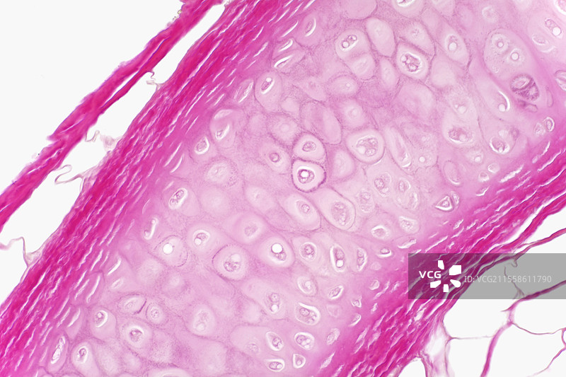 透明软骨，光学显微镜图像图片素材
