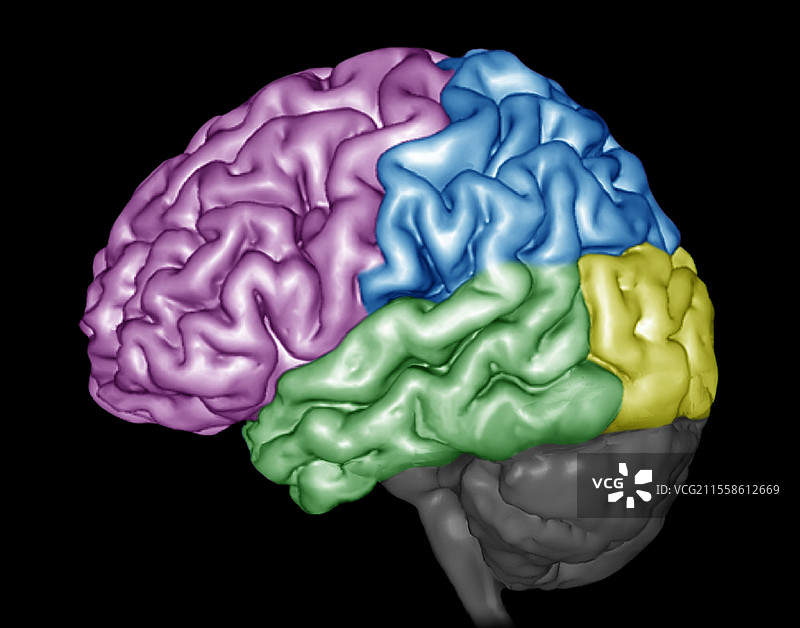 人脑，3D MRI扫描图片素材
