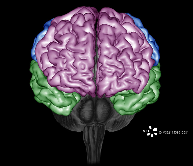 人脑，3D MRI扫描图片素材