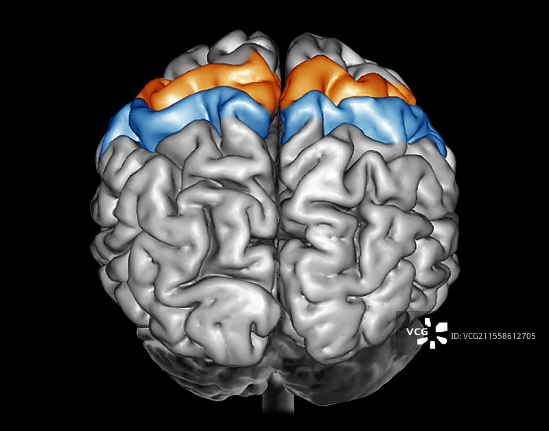 人脑，主要运动和感觉皮层，3D MRI扫描图片素材