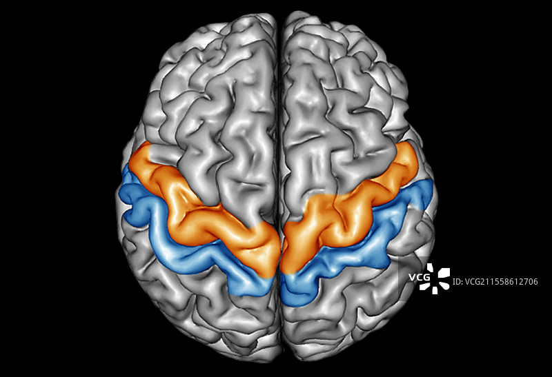 人脑，主要运动和感觉皮层，3D MRI扫描图片素材