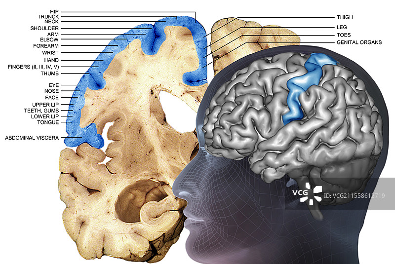 人脑，初级躯体感觉皮层，3D MRI 合成图图片素材