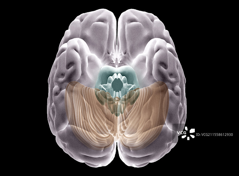 人脑，3D MRI扫描图片素材