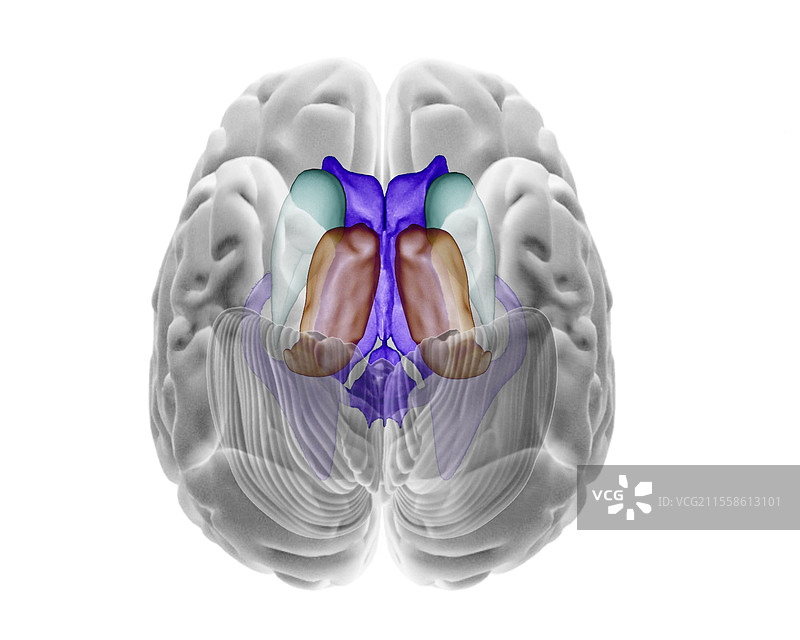 人脑，3D MRI扫描图片素材