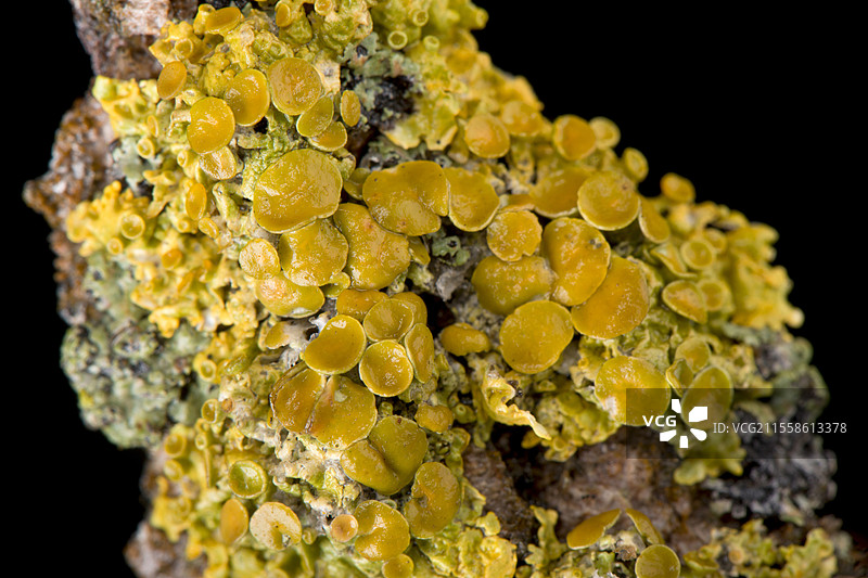 地衣果实体图片素材