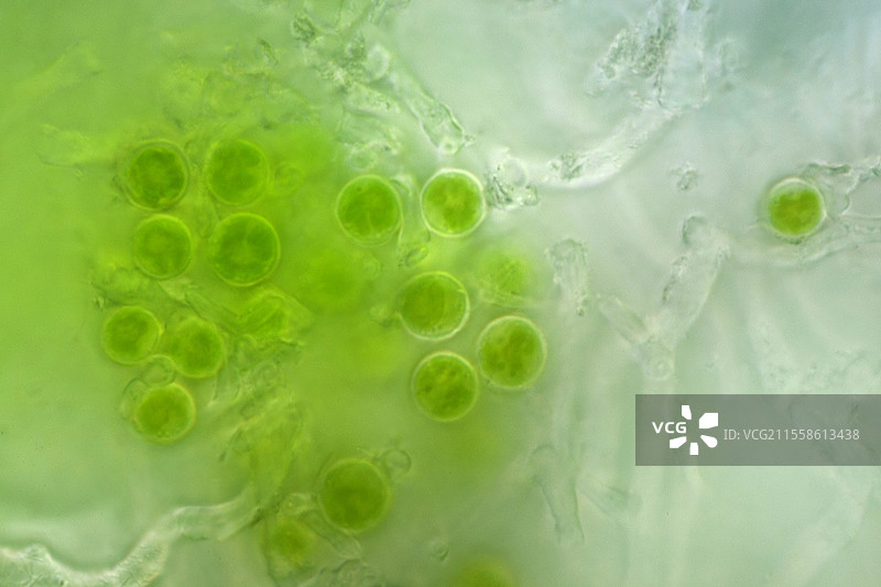 地衣共生，光学显微镜图像图片素材