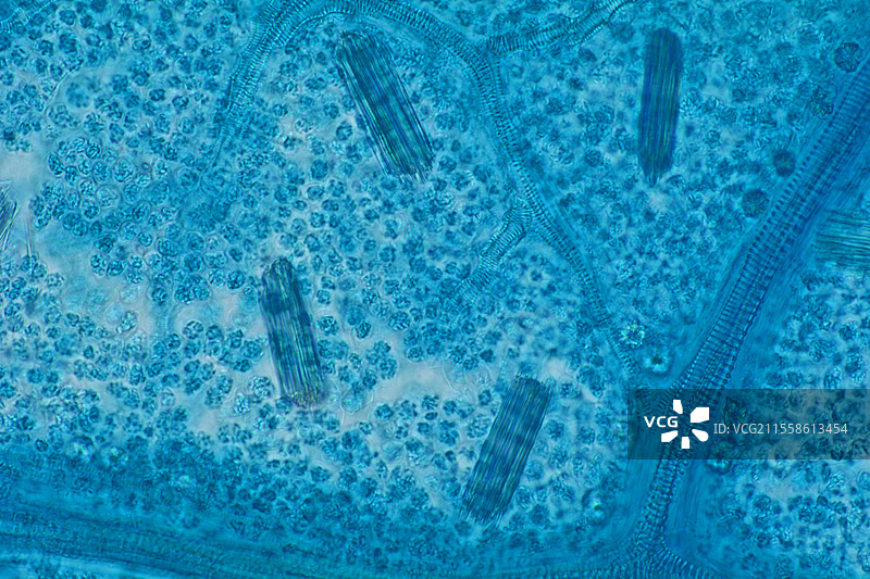 藤叶中的草酸钙晶体，光学显微镜下的图像图片素材