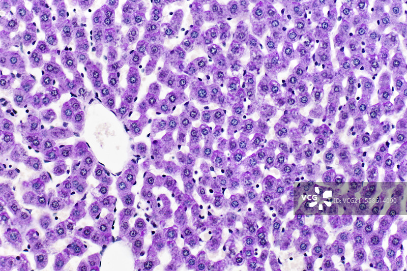 肝细胞中的糖原，光学显微镜图像图片素材