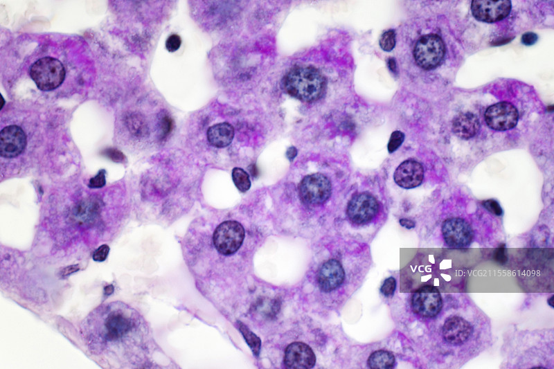 肝细胞中的糖原，光学显微镜图像图片素材