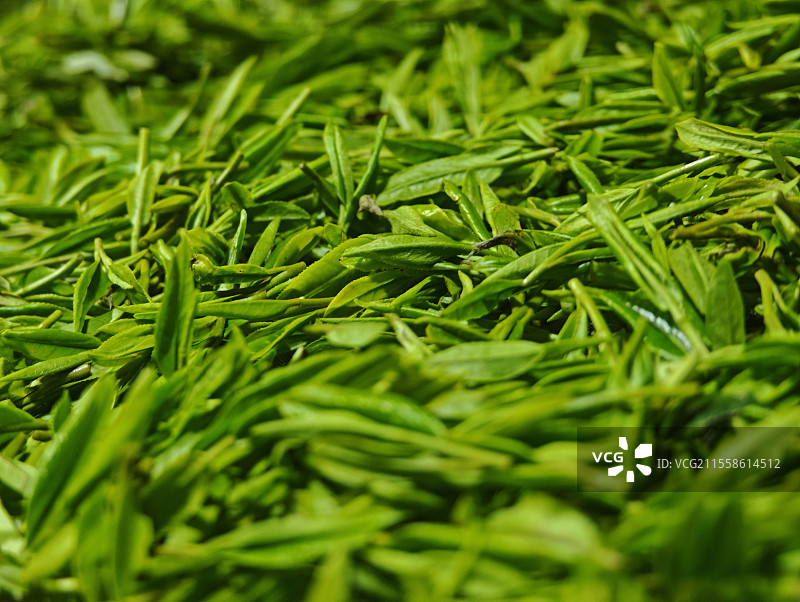 龙井茶叶特写图片素材