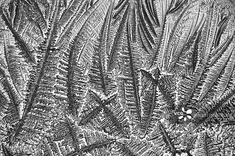 阳性宫颈粘液蕨状试验，光学显微镜图像图片素材