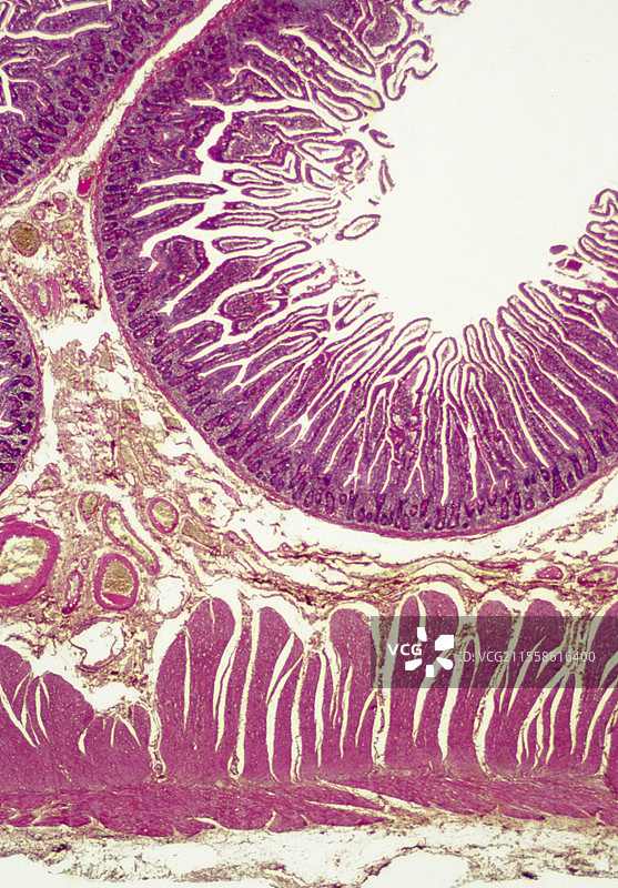 正常小肠，光学显微镜图像图片素材