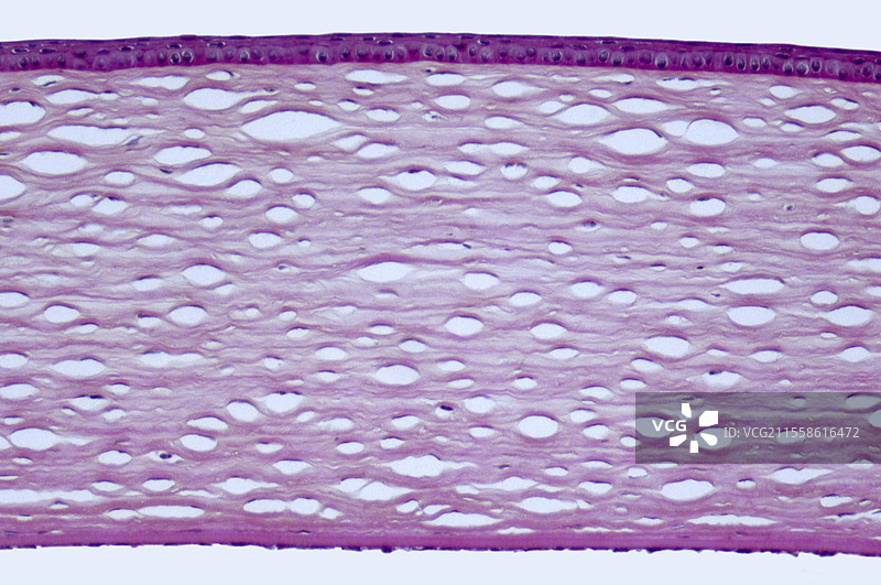 健康的角膜，光学显微镜图像图片素材