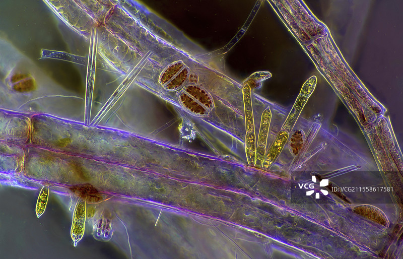 附着在红藻上的硅藻，光学显微镜图像图片素材