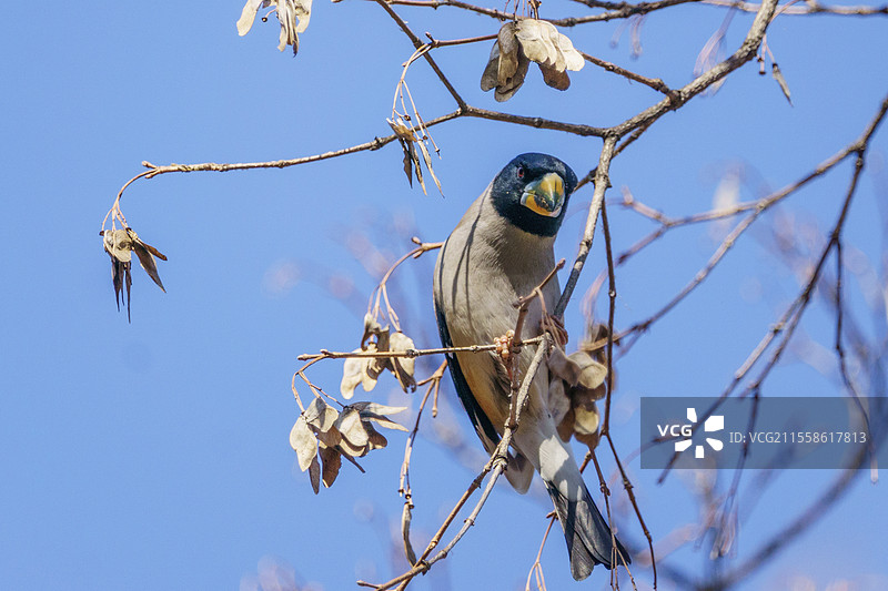 蜡嘴雀图片素材