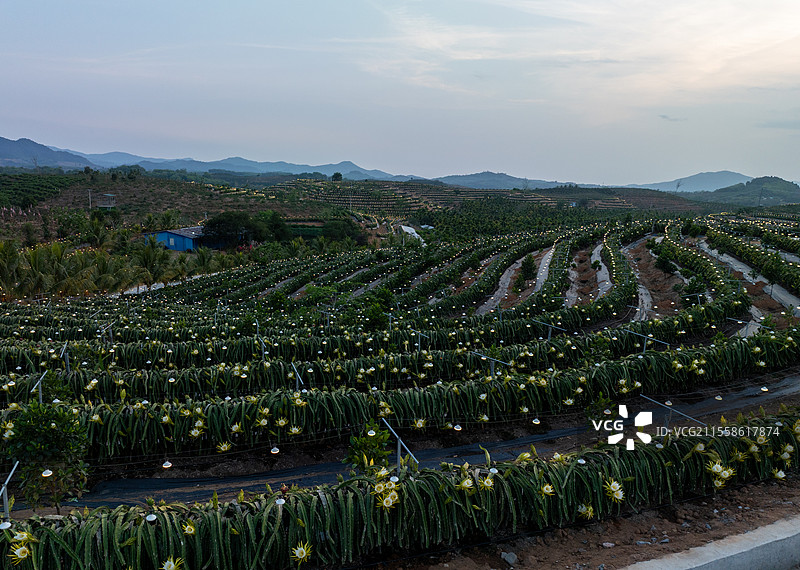 科学种植热带水果火龙果图片素材