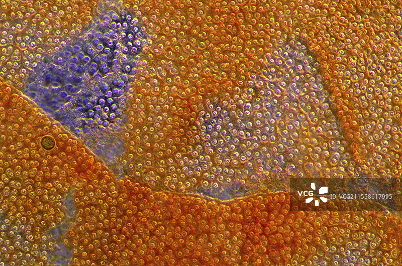海绵单细胞原生生物，光学显微镜图像图片素材