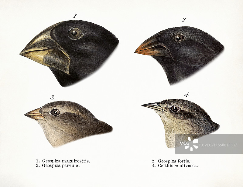 加拉帕戈斯雀鸟的喙，插图图片素材