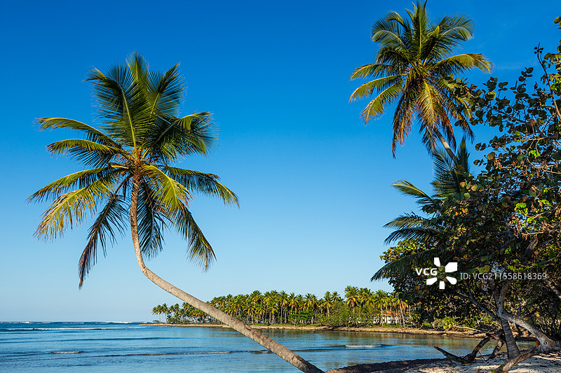 海滩上的椰子树（Cocos nucifera）图片素材