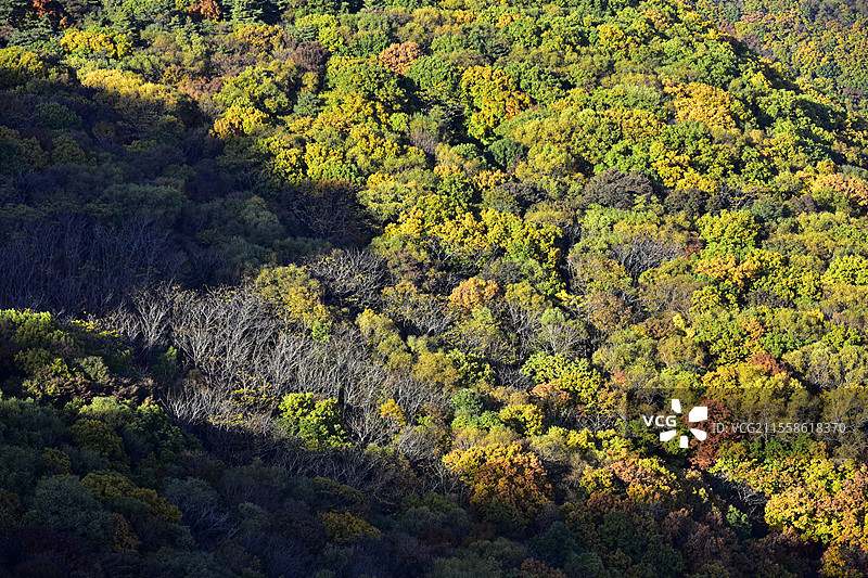 辽宁省本溪市五女山景区秋天树林彩林秋景图片素材
