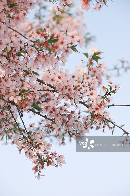宁波镇海区植物园的樱花盛开花簇特写图片素材