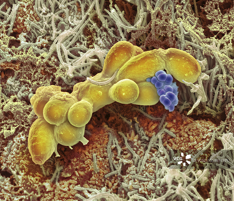 鼻上皮，扫描电子显微镜图像图片素材