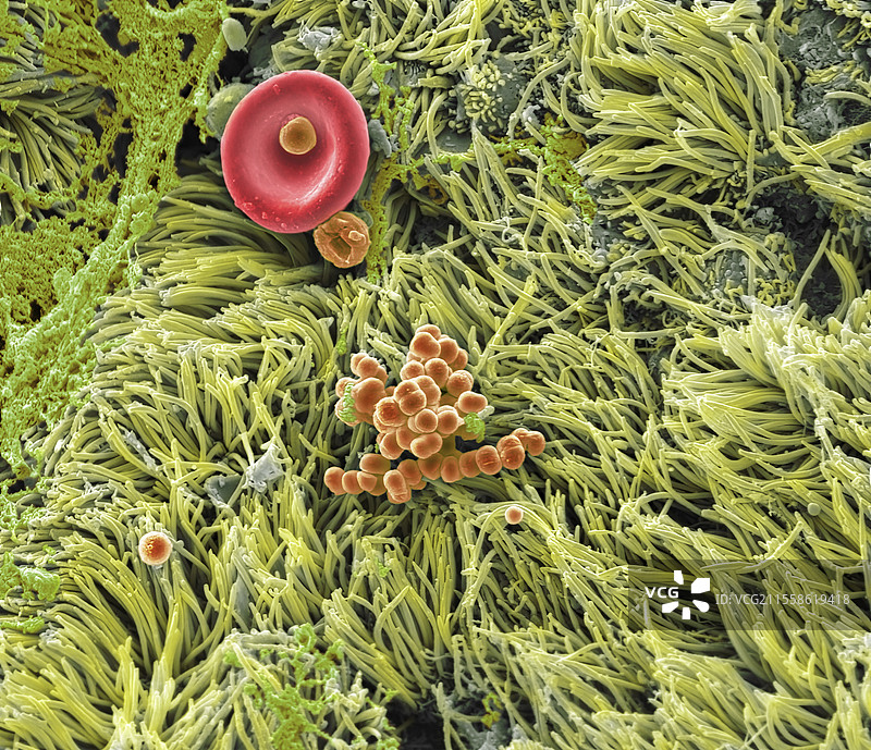 鼻上皮，扫描电子显微镜图像图片素材